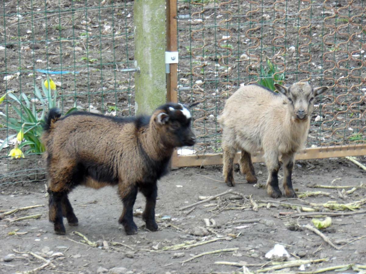 Gites Mont Saint Michel "Aucoeurdelabaie" Sains エクステリア 写真